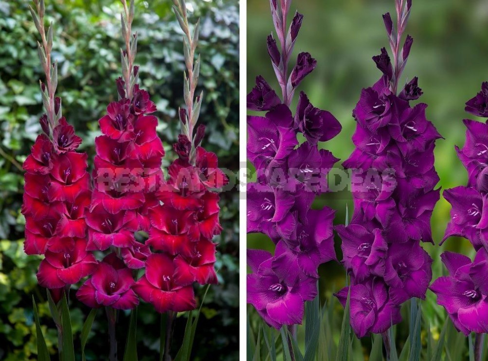 Plant Gladioli!