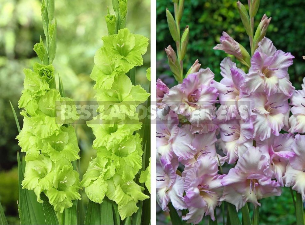 Plant Gladioli!