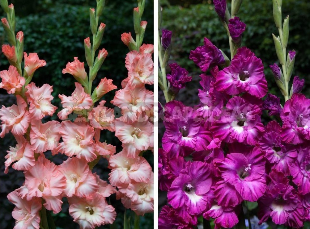 Plant Gladioli!