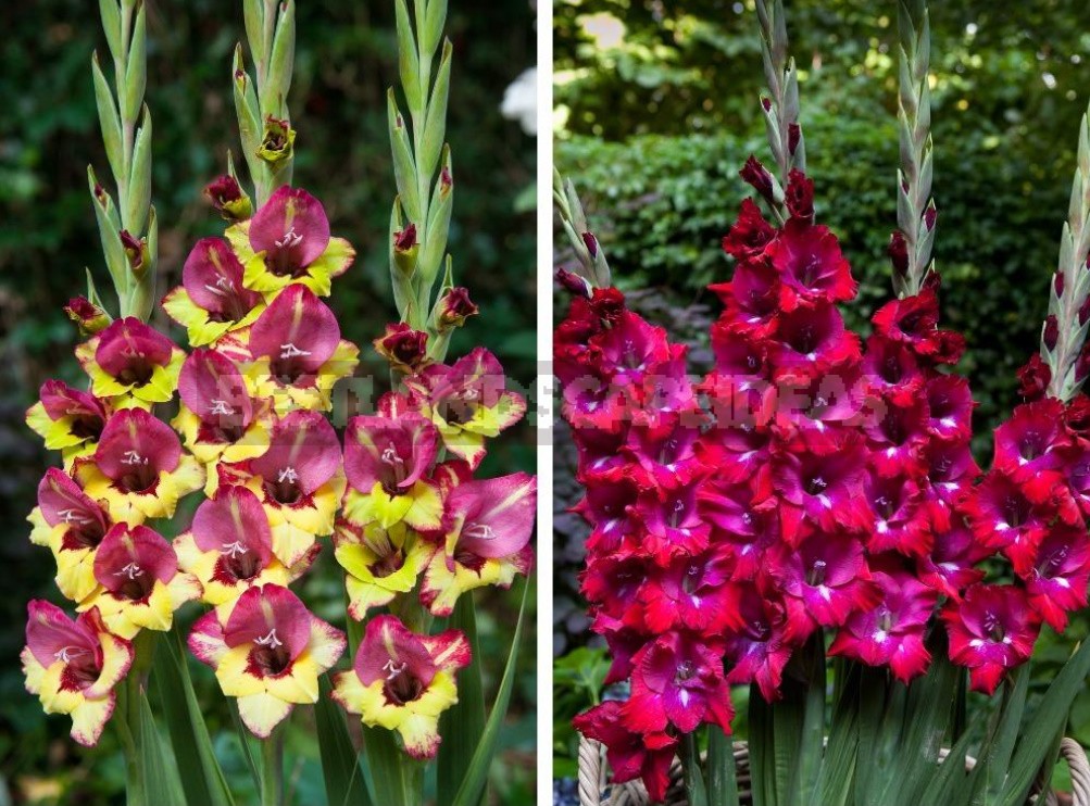 Plant Gladioli!