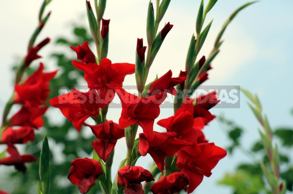 Plant Gladioli!