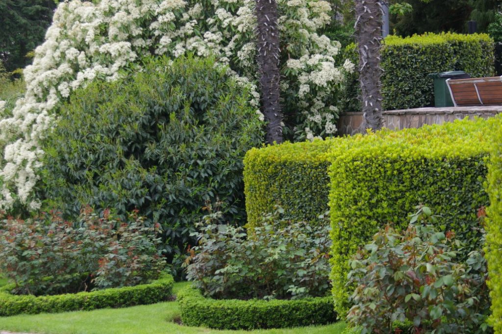 Seven Trees And Shrubs That Respond Well To Cutting