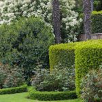 Seven Trees And Shrubs That Respond Well To Cutting