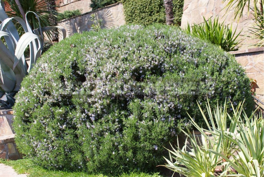 Seven Trees And Shrubs That Respond Well To Cutting