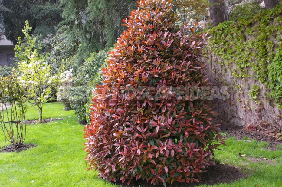 Seven Trees And Shrubs That Respond Well To Cutting