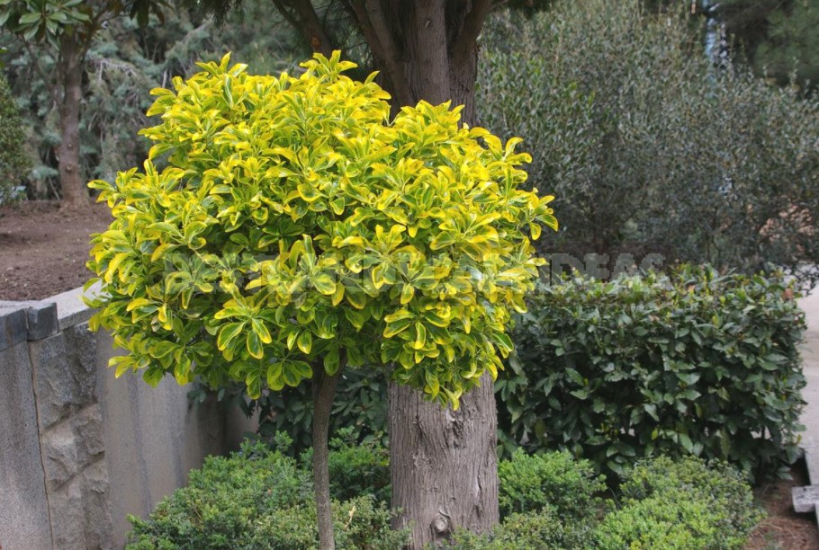 Seven Trees And Shrubs That Respond Well To Cutting