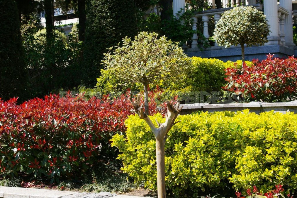 Seven Trees And Shrubs That Respond Well To Cutting