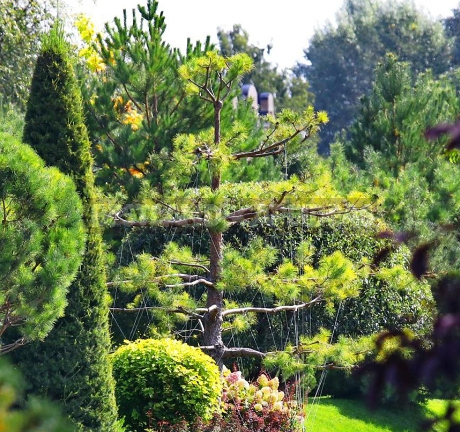 Seven Trees And Shrubs That Respond Well To Cutting