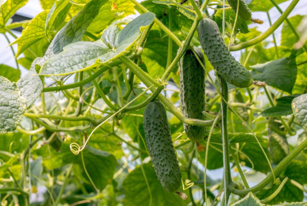 Six Questions About Cucumbers: About Seeds, Sowing, Formation And Crop Preferences
