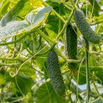 Six Questions About Cucumbers: About Seeds, Sowing, Formation And Crop Preferences