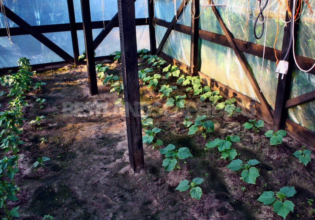 Six Questions About Cucumbers: About Seeds, Sowing, Formation And Crop Preferences