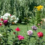Ten Ideas For a Chic Rose Garden