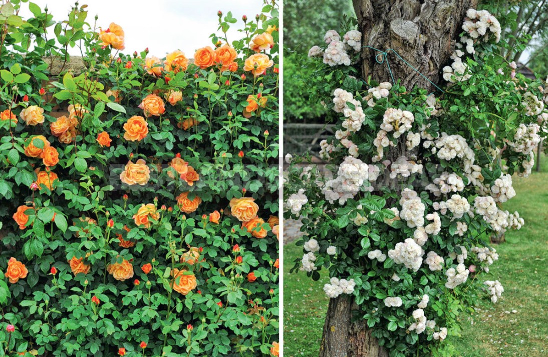 Ten Ideas For a Chic Rose Garden