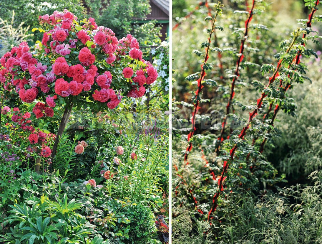 Ten Ideas For a Chic Rose Garden