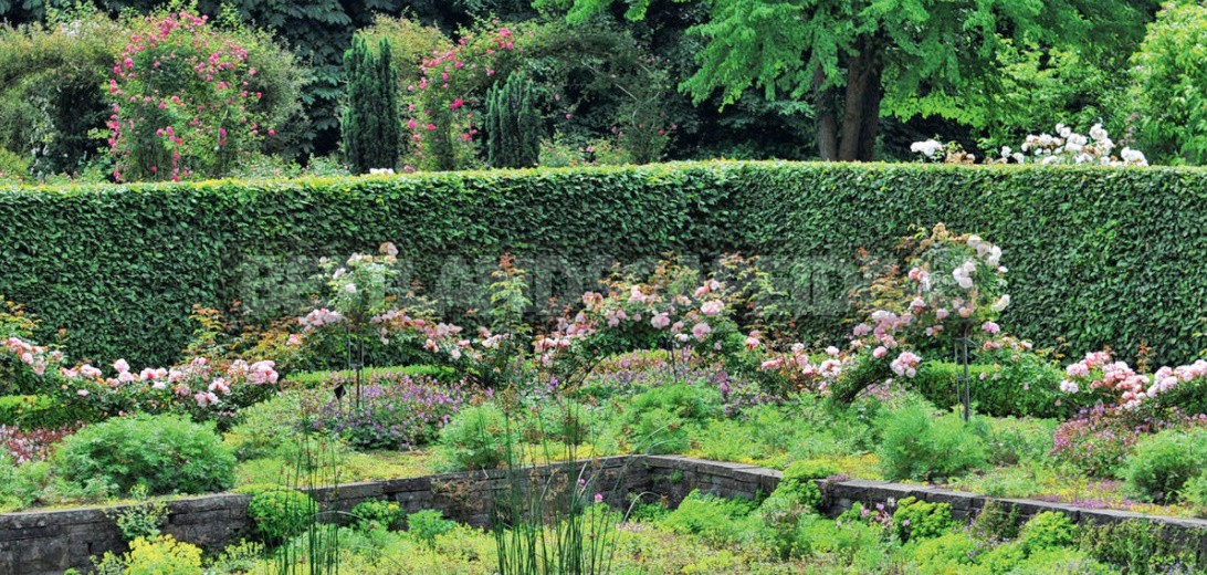 Ten Ideas For a Chic Rose Garden