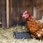 The Litter In The Chicken Coop Should Be Warm And Dry: How To Achieve This