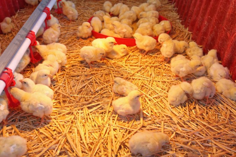 The Litter In The Chicken Coop Should Be Warm And Dry How To Achieve