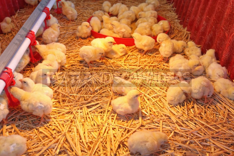 The Litter In The Chicken Coop Should Be Warm And Dry: How To Achieve This