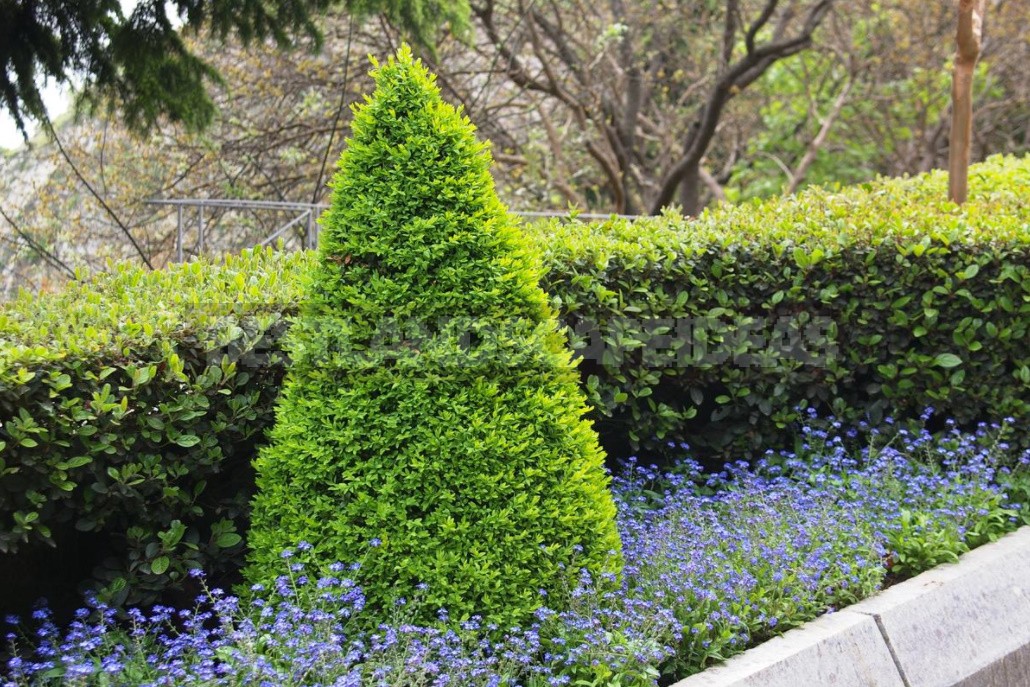 Trimming Of Trees And Shrubs: Which Plants Are Best Taking It
