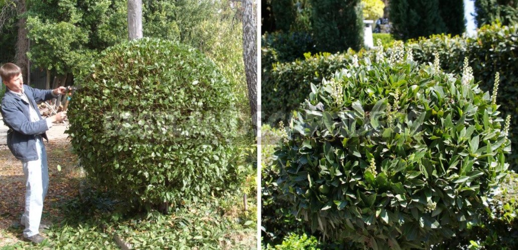 Trimming Of Trees And Shrubs: Which Plants Are Best Taking It