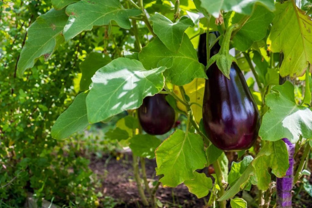 What You Need To Know About Growing Eggplants
