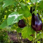 What You Need To Know About Growing Eggplants