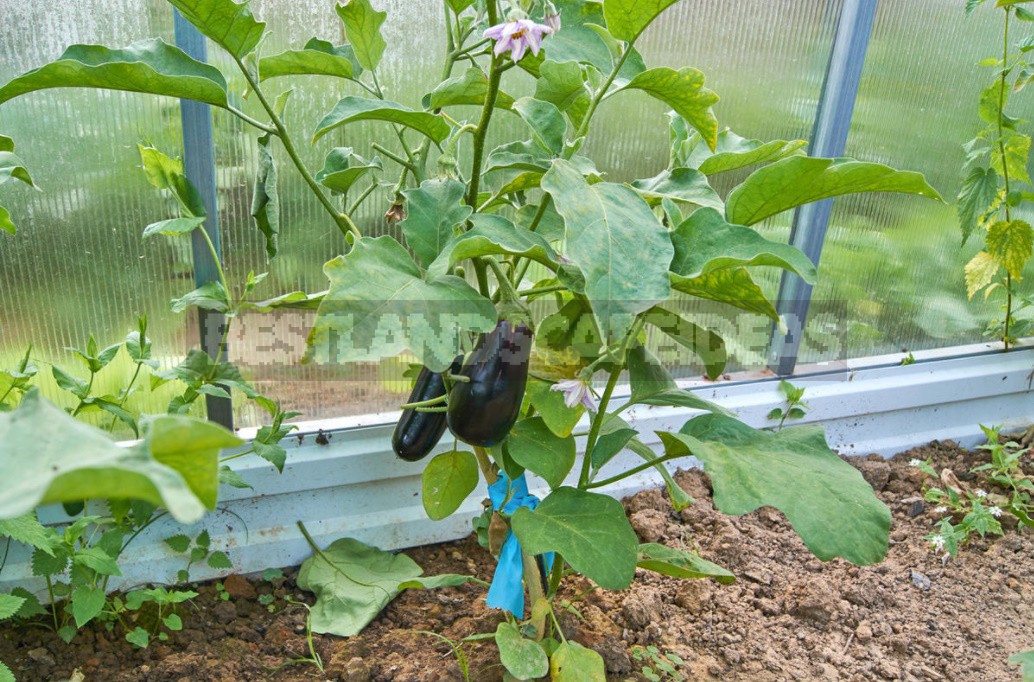 What You Need To Know About Growing Eggplants