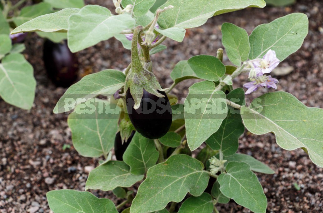 What You Need To Know About Growing Eggplants