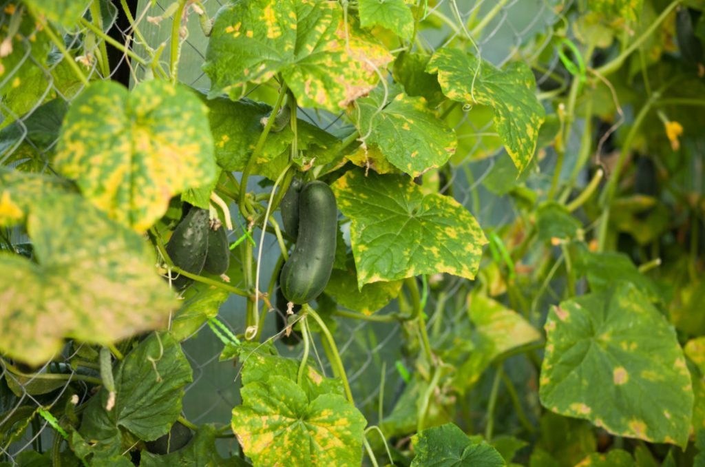 Why Cucumbers Grow Poorly: The Most Common Causes Of Crop Failure (Part 2)