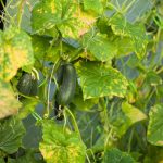 Why Cucumbers Grow Poorly: The Most Common Causes Of Crop Failure (Part 2)