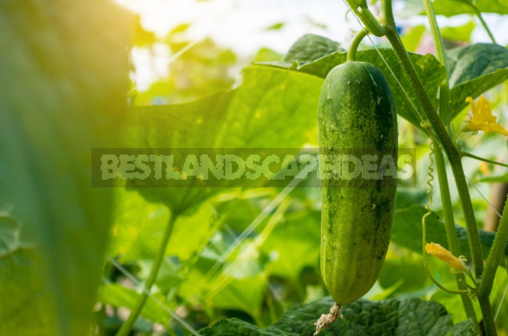 Why Cucumbers Grow Poorly: The Most Common Causes Of Crop Failure (Part 2)