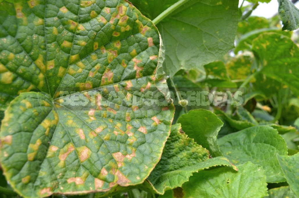 Why Cucumbers Grow Poorly: The Most Common Causes Of Crop Failure (Part 1)