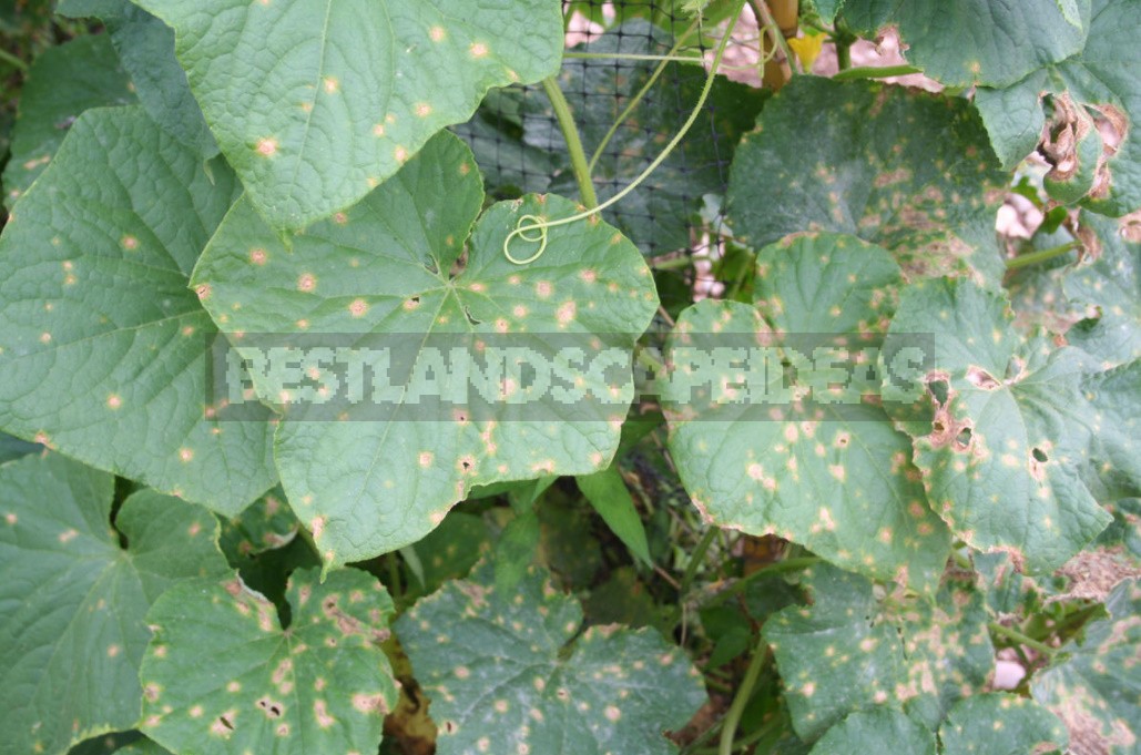 Why Cucumbers Grow Poorly: The Most Common Causes Of Crop Failure (Part 1)