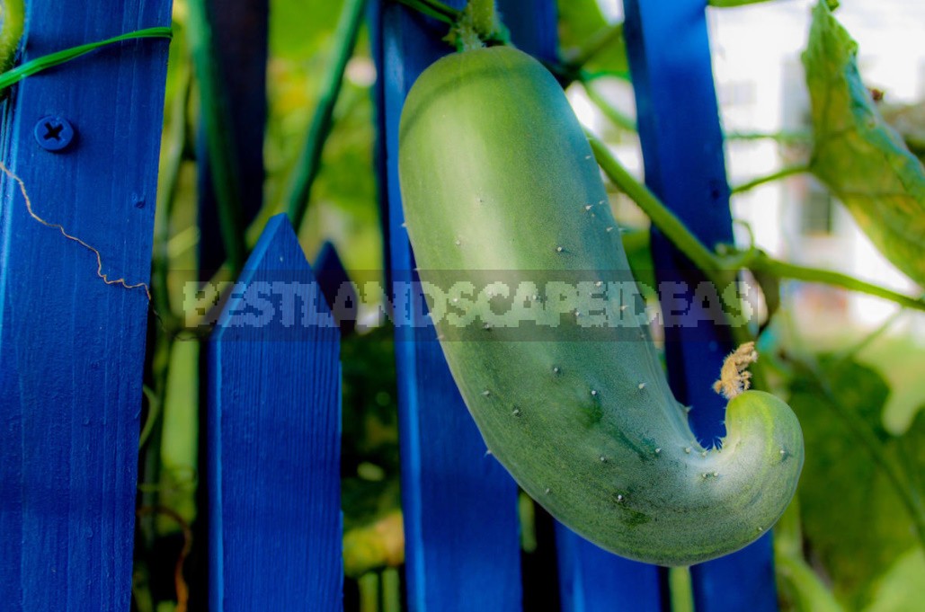 Why Cucumbers Grow Poorly: The Most Common Causes Of Crop Failure (Part 2)