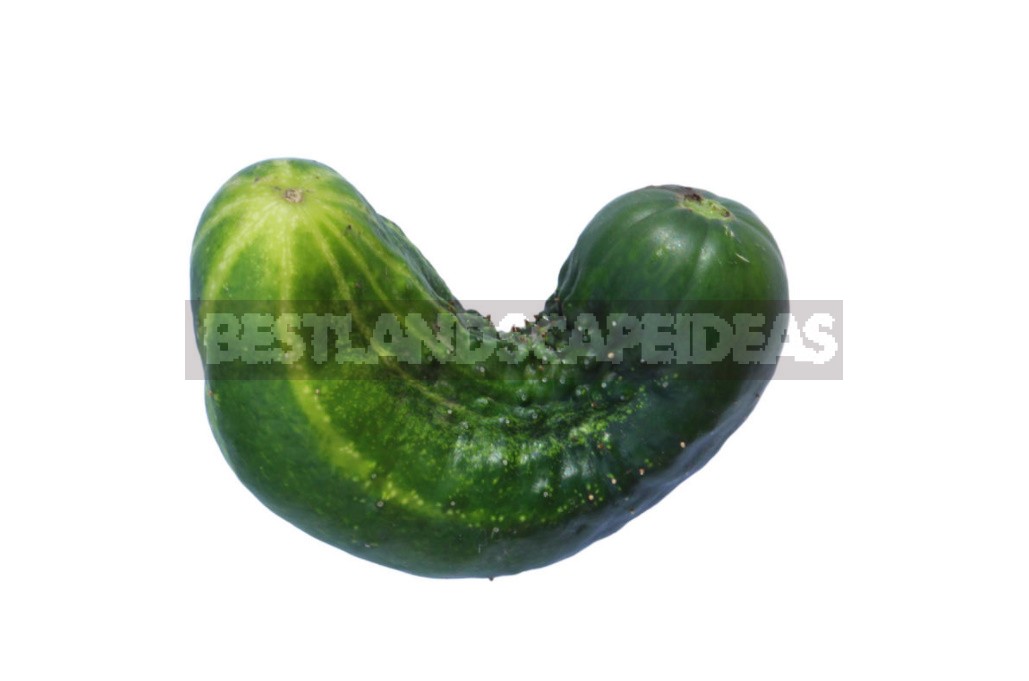 Why Cucumbers Grow Poorly: The Most Common Causes Of Crop Failure (Part 2)