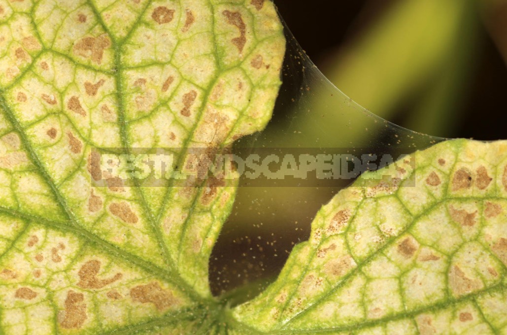 Why Cucumbers Grow Poorly: The Most Common Causes Of Crop Failure (Part 2)