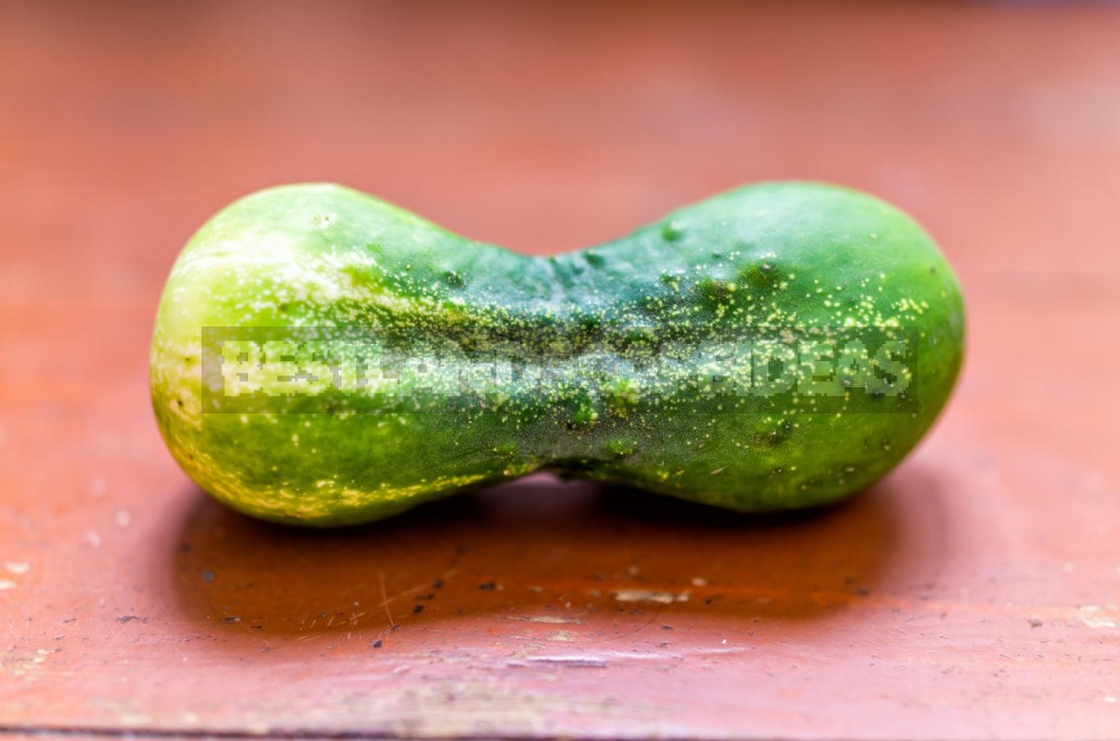 Why Cucumbers Grow Poorly: The Most Common Causes Of Crop Failure (Part 2)