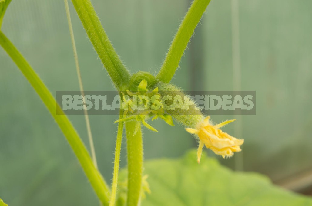 Why Cucumbers Grow Poorly: The Most Common Causes Of Crop Failure (Part 2)