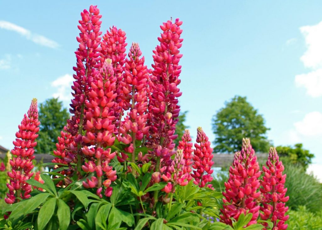 “Wolf Pack”: Types And Varieties Of Lupine (Part 1)