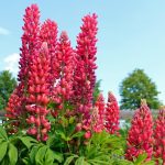 “Wolf Pack”: Types And Varieties Of Lupine (Part 2)