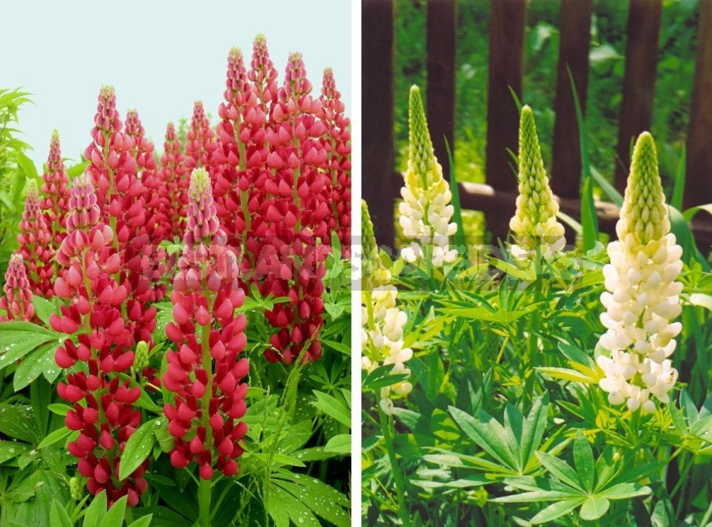 "Wolf Pack": Types And Varieties Of Lupine (Part 2)