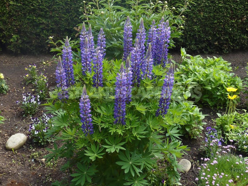 "Wolf Pack": Types And Varieties Of Lupine (Part 2)