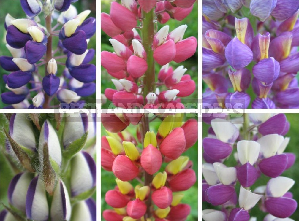 "Wolf Pack": Types And Varieties Of Lupine (Part 2)