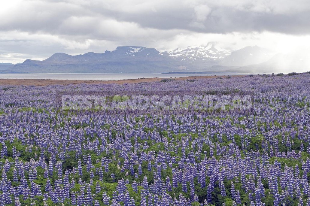 "Wolf Pack": Types And Varieties Of Lupine (Part 1)