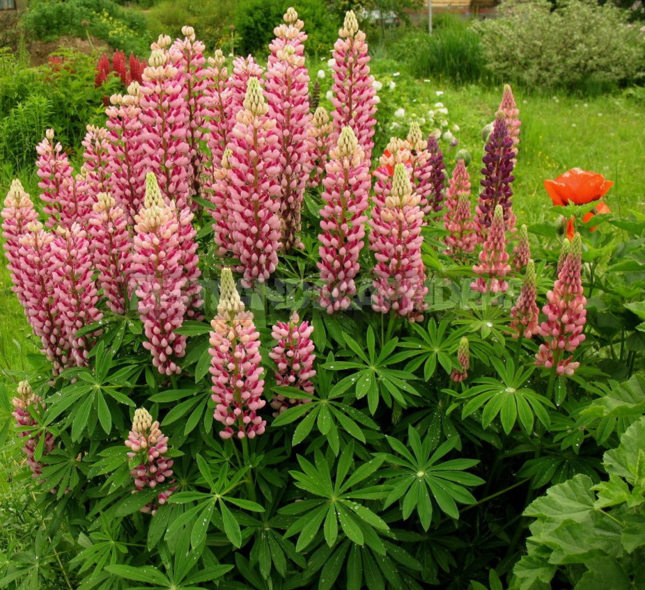 "Wolf Pack": Types And Varieties Of Lupine (Part 2)