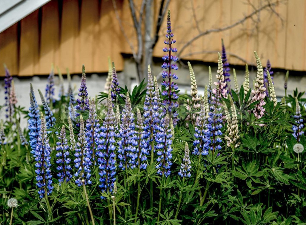 "Wolf Pack": Types And Varieties Of Lupine (Part 2)