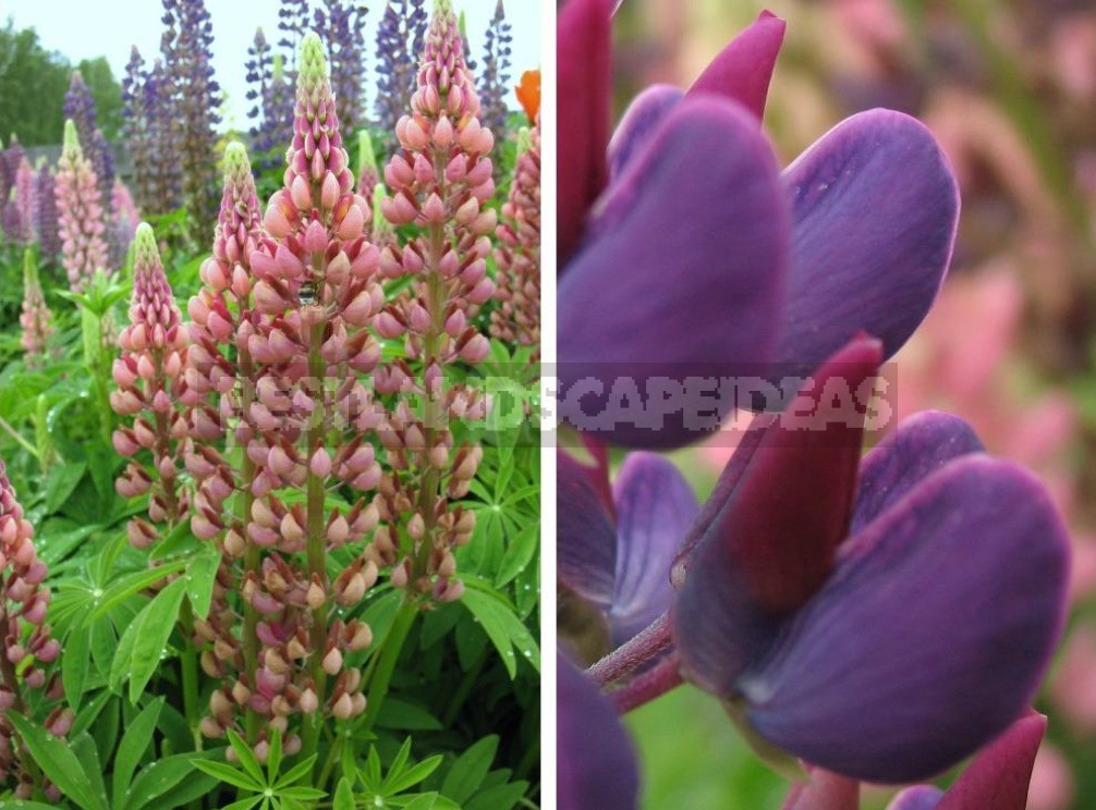 "Wolf Pack": Types And Varieties Of Lupine (Part 2)