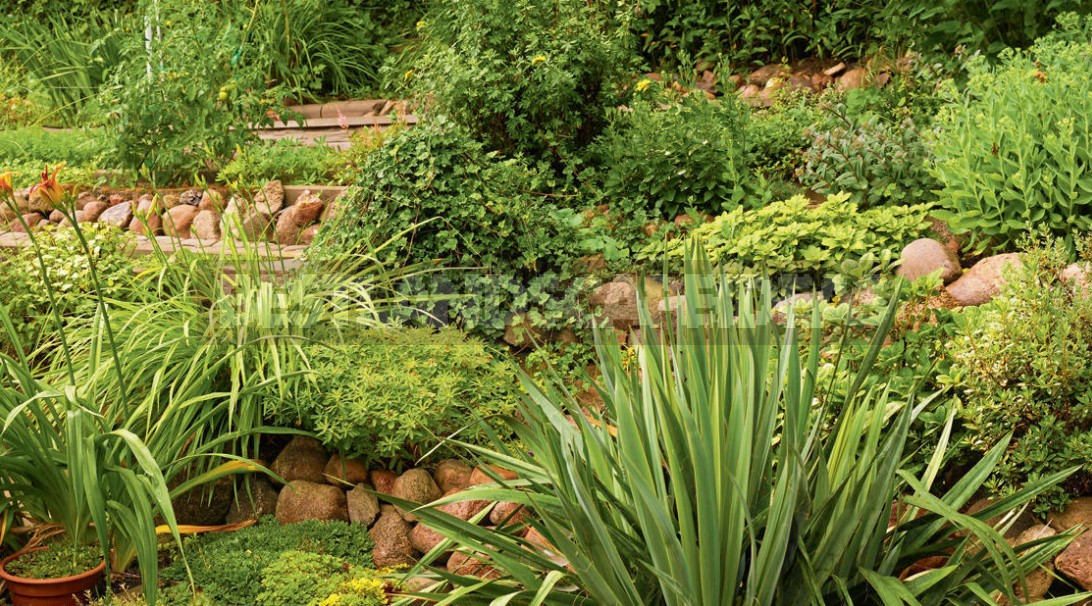 Secrets Of Garden Beauty From a Professional