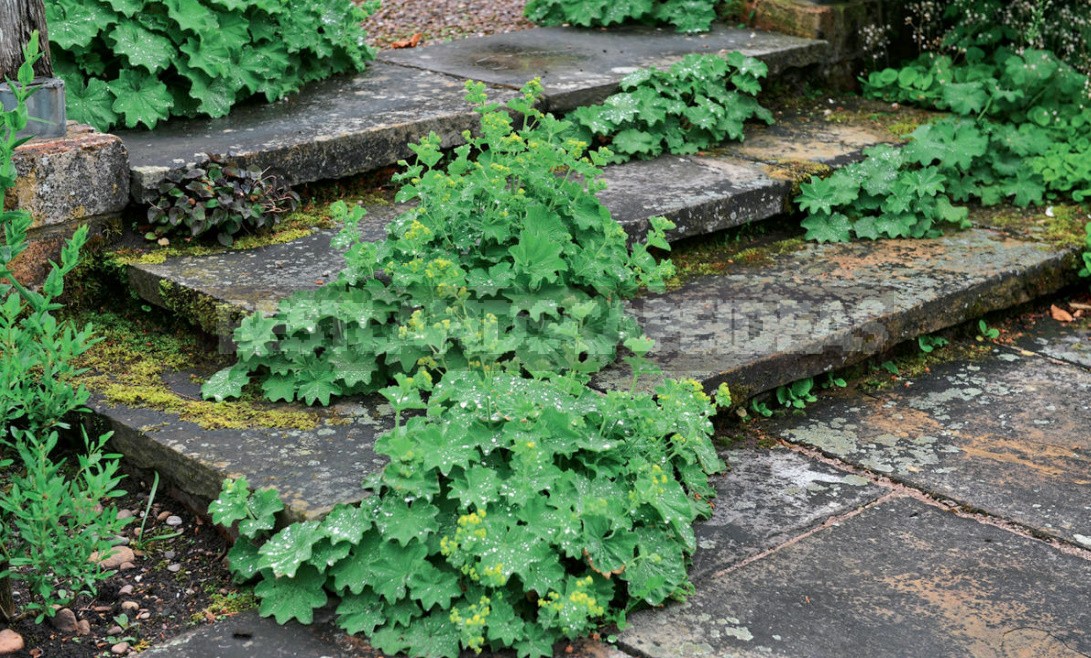 15 Cottage Garden Design Ideas. Creating a Blooming Plot, Like The English