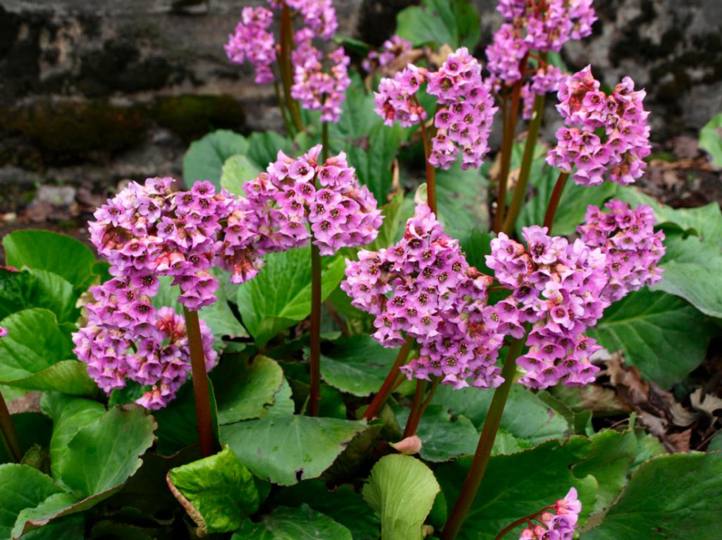Badan: Care, Propagation, Varieties, Placement In The Garden